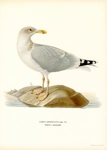 Gaviota argéntea europea (litografía en color) de Magnus Ferdinand and Wilhelm von Wright