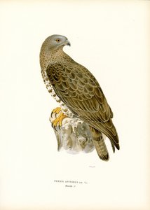 Abejero europeo (litografía en color) de Magnus Ferdinand and Wilhelm von Wright