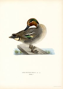 Cerceta europea (litografía en color) de Magnus Ferdinand and Wilhelm von Wright