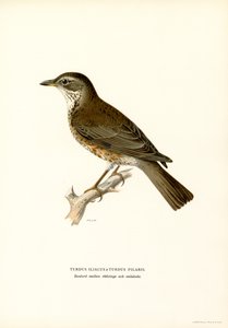 Fieldfare (litografía en color) de Magnus Ferdinand and Wilhelm von Wright