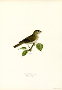 Carricerín (litografía en color) de Magnus Ferdinand and Wilhelm von Wright