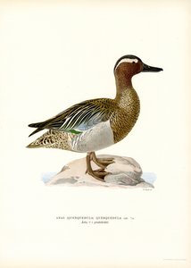 Garganey (litografía en color)