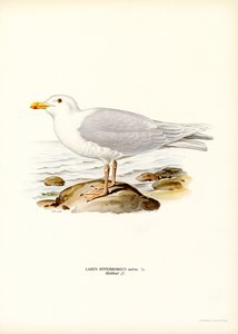 Gaviota glauca (litografía en color) de Magnus Ferdinand and Wilhelm von Wright