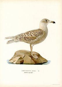 Gaviota glauca (litografía en color) de Magnus Ferdinand and Wilhelm von Wright