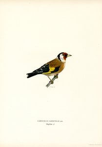 Jilguero (litografía en color) de Magnus Ferdinand and Wilhelm von Wright