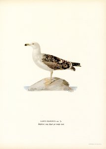 Gaviota dorsinegra (litografía en color) de Magnus Ferdinand and Wilhelm von Wright