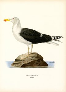 Gaviota dorsinegra (litografía en color) de Magnus Ferdinand and Wilhelm von Wright