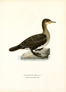 Cormorán grande (litografía en color) de Magnus Ferdinand and Wilhelm von Wright