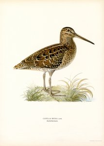Agachadiza común (litografía en color) de Magnus Ferdinand and Wilhelm von Wright