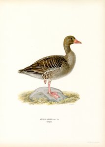 Grey Goose (litografía en color) de Magnus Ferdinand and Wilhelm von Wright