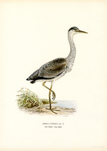 Garza real (litografía en color) de Magnus Ferdinand and Wilhelm von Wright
