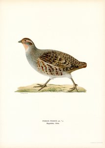 Perdiz gris (litografía en color) de Magnus Ferdinand and Wilhelm von Wright