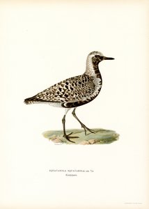 Chorlito gris (litografía en color) de Magnus Ferdinand and Wilhelm von Wright