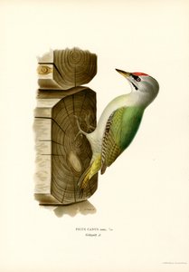 Pájaro carpintero gris (litografía en color)
