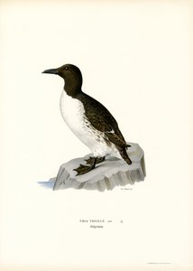 Guillemot (litografía en color) de Magnus Ferdinand and Wilhelm von Wright