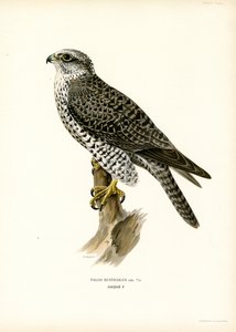 Gyrfalcon (litografía en color)
