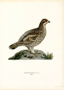 Hazel Grouse (litografía en color)