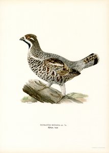 Hazel Grouse (litografía en color) de Magnus Ferdinand and Wilhelm von Wright