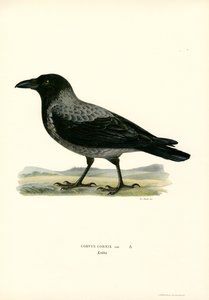 Cuervo encapuchado (litografía en color) de Magnus Ferdinand and Wilhelm von Wright