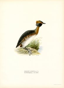 Zampullín cornudo (litografía en color) de Magnus Ferdinand and Wilhelm von Wright