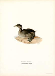 Zampullín cornudo (litografía en color) de Magnus Ferdinand and Wilhelm von Wright