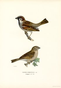 Gorrión común (litografía en color) de Magnus Ferdinand and Wilhelm von Wright