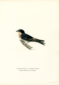 Golondrina doméstica (litografía en color) de Magnus Ferdinand and Wilhelm von Wright