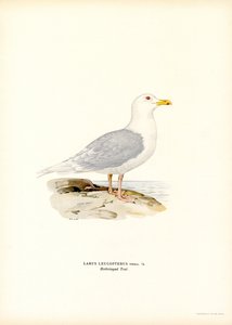 Gaviota de Islandia (litografía en color)