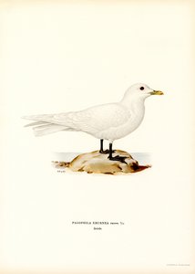 Gaviota de marfil (litografía en color) de Magnus Ferdinand and Wilhelm von Wright