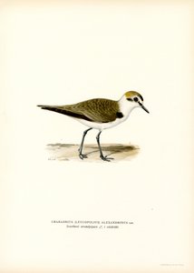 Chorlito de Kentish (litografía en color) de Magnus Ferdinand and Wilhelm von Wright