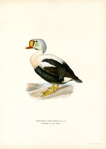 Rey Pato (litografía en color) de Magnus Ferdinand and Wilhelm von Wright