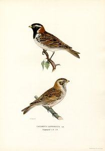 Escribano de Laponia (litografía en color) de Magnus Ferdinand and Wilhelm von Wright