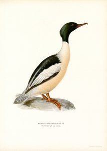 Gran esmerejón (litografía en color) de Magnus Ferdinand and Wilhelm von Wright