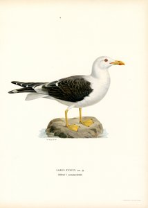 Gaviota dorsinegra (litografía en color) de Magnus Ferdinand and Wilhelm von Wright