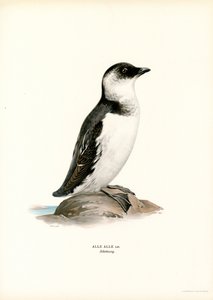 Alca común (litografía en color) de Magnus Ferdinand and Wilhelm von Wright