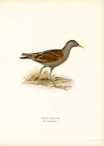 Little Crake (litografía en color)