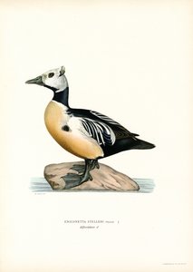 Eider pequeño (litografía en color) de Magnus Ferdinand and Wilhelm von Wright