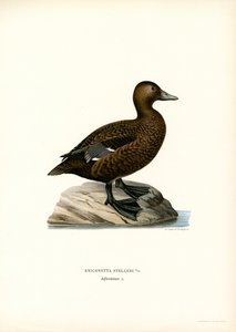 Eider pequeño (litografía en color)