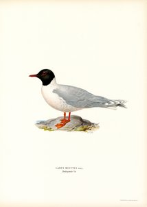 Gaviota pequeña (litografía en color)