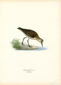 Little Stint (litografía en color) de Magnus Ferdinand and Wilhelm von Wright