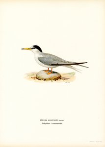 Charrancito (litografía en color) de Magnus Ferdinand and Wilhelm von Wright