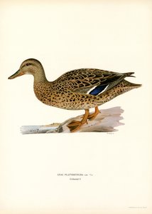 Pato azulón (litografía en color) de Magnus Ferdinand and Wilhelm von Wright