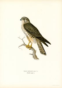 Merlín (litografía en color) de Magnus Ferdinand and Wilhelm von Wright