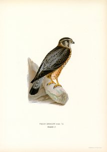Merlín (litografía en color) de Magnus Ferdinand and Wilhelm von Wright