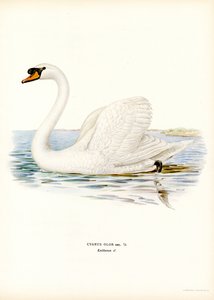 Cisne mudo (litografía en color) de Magnus Ferdinand and Wilhelm von Wright