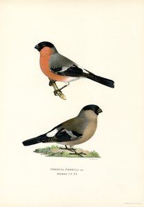 Camachuelo del norte de Eurasia (litografía en color)