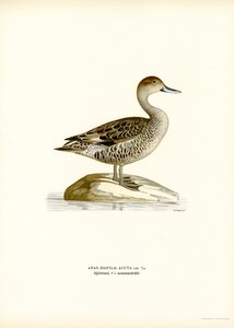 Ánade rabudo (litografía en color) de Magnus Ferdinand and Wilhelm von Wright