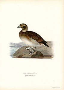 Pato Oldsquaw (litografía en color) de Magnus Ferdinand and Wilhelm von Wright