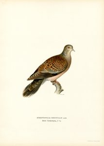 Tórtola oriental (litografía en color) de Magnus Ferdinand and Wilhelm von Wright