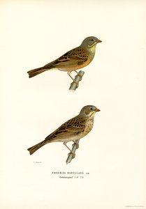 Escribano hortelano (litografía en color) de Magnus Ferdinand and Wilhelm von Wright